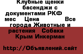 Клубные щенки басенджи с документами РКФ - 2,5 мес. › Цена ­ 20 000 - Все города Животные и растения » Собаки   . Крым,Инкерман